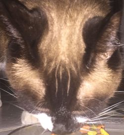 Close-up of cat