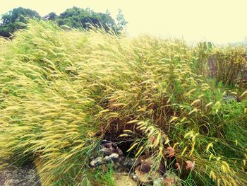 Close-up of crops growing on field