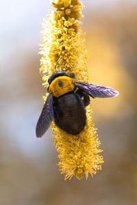 Close-up of bee pollinating on yellow flower