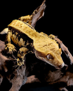 Close-up of lizard