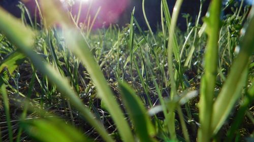 Close-up of fresh green grass in field