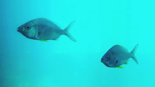 Side view of fish swimming underwater in aquarium