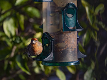 bird feeder