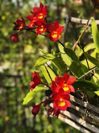 Close-up of red flowers blooming outdoors