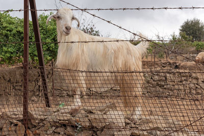 Goat behind a fence