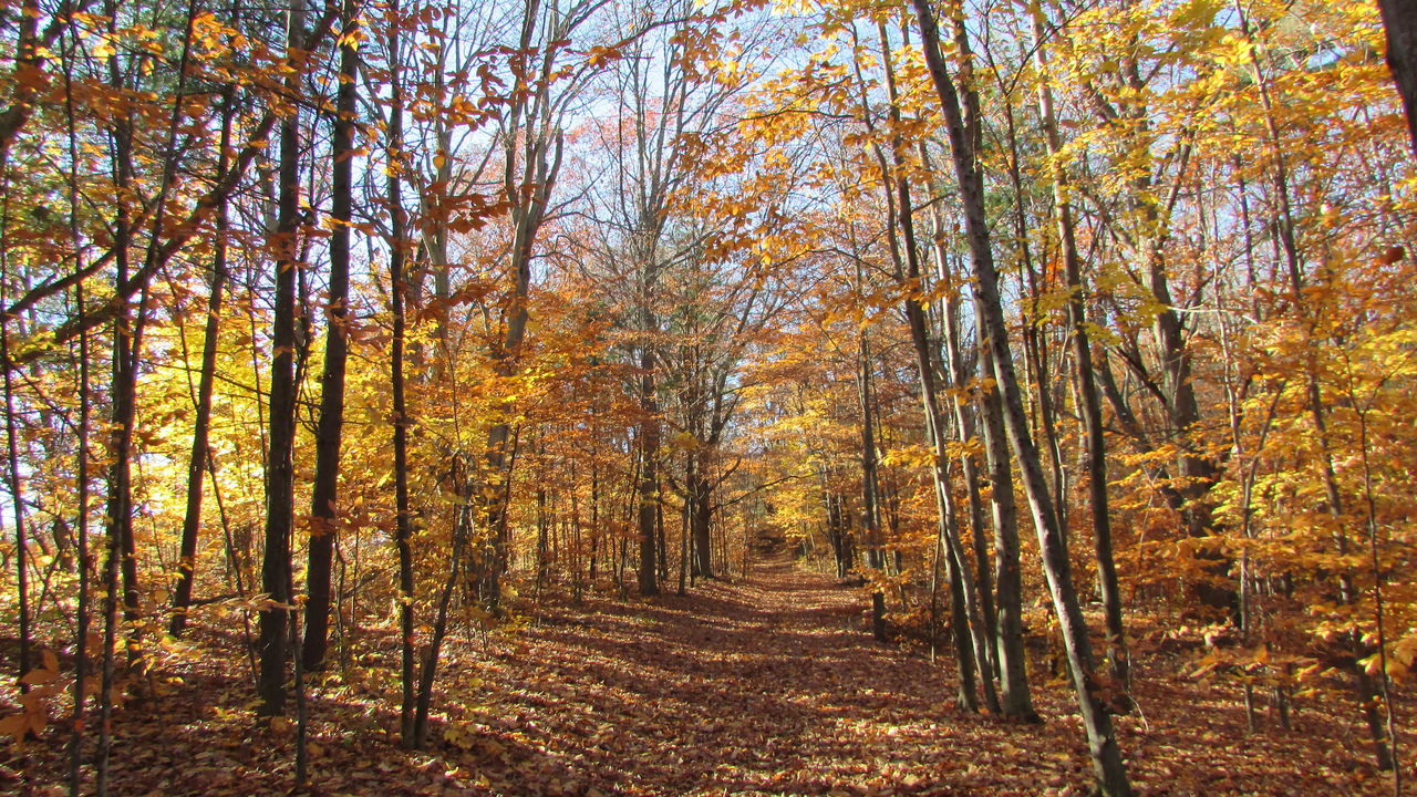 tree, nature, forest, outdoors, growth, beauty in nature, no people, day