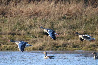 Seagulls flying over lake