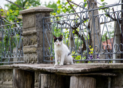 Portrait of cat sitting on railing