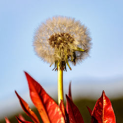 Close-up of flowering plant against sky