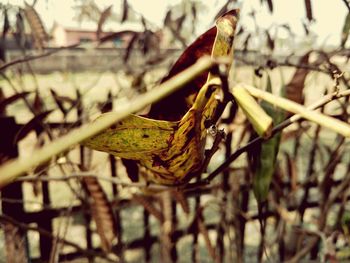 Close-up of plant against blurred background