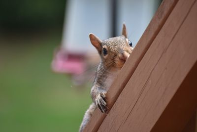 Squirrel on wood