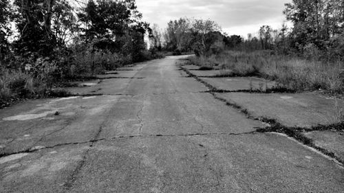 Surface level of empty road along trees