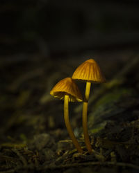 Close-up of yellow mushroom growing on field