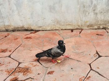 High angle view of bird on wall