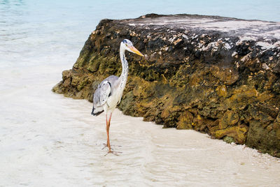 View of a bird on rock