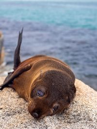 Close-up of a dog resting on beach