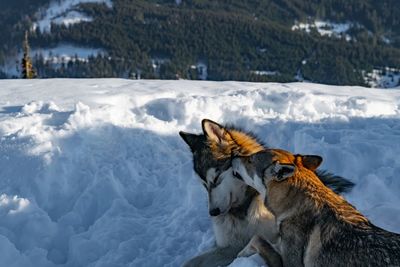 View of dog on snow covered land