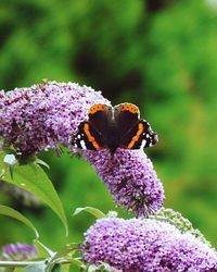 Close-up of honey bee on purple flower