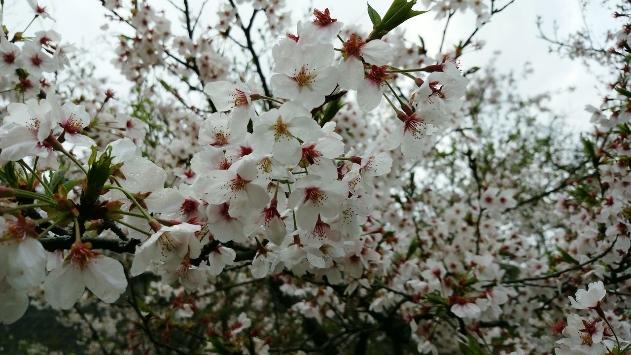 branch, flower, tree, growth, freshness, low angle view, beauty in nature, blossom, cherry tree, cherry blossom, fragility, nature, twig, springtime, in bloom, fruit tree, pink color, white color, day, close-up