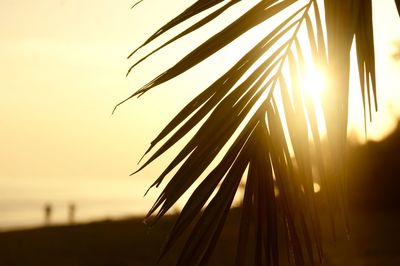 Close-up of silhouette plants against sky during sunset