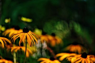 Close-up of yellow flowering plant