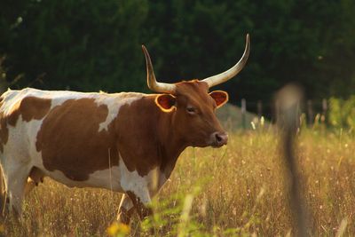 Cow on field