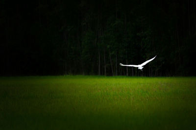 Bird flying over a field