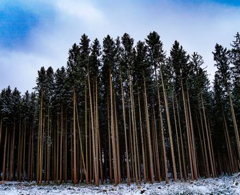 Trees in forest during winter