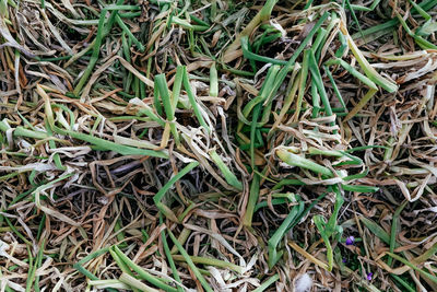 grass