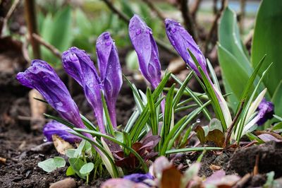 Close-up of purple flowers blooming outdoors