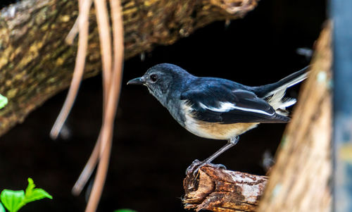 Close-up of bird perching on wood