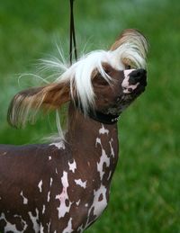 Close-up of a dog on field