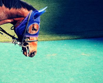 High angle view of horse in swimming pool