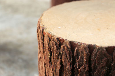 Close-up of tree stump