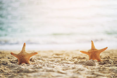 Close-up of starfish on beach