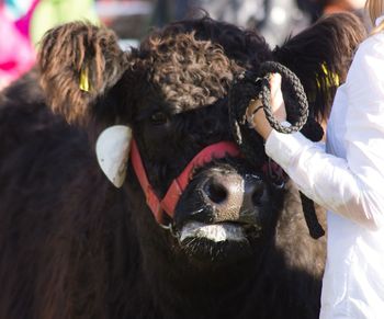 Close-up of galloway cow