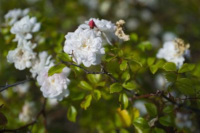 Close-up of white flowering rose 