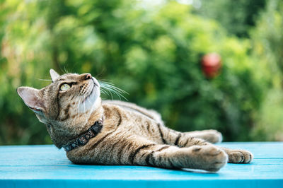 Close-up of tabby cat sitting on table against plants outdoors