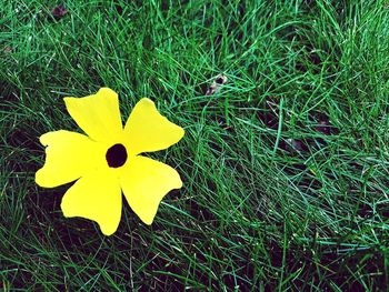 Close-up of yellow crocus blooming on field