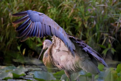 Close-up of bird flying