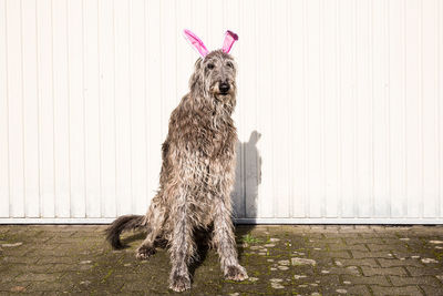 Portrait of dog standing against pink wall