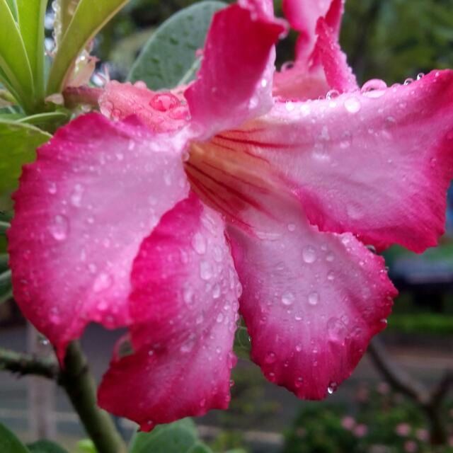 MACRO SHOT OF WATER DROPS ON PINK ROSE