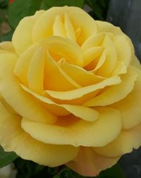 Close-up of yellow rose flower