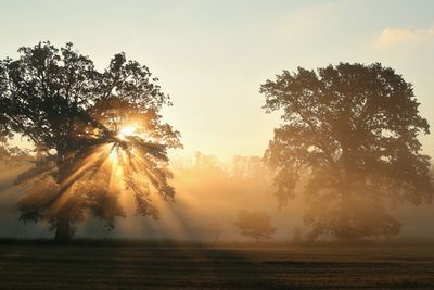 Sunlight streaming through trees on field against sky during sunset