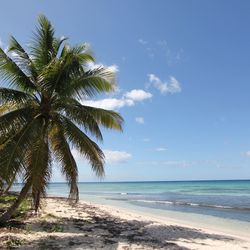 Palm tree on beach against blue sky