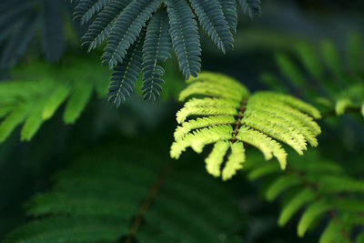 Close-up of fern leaves