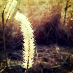 Close-up of dandelion growing in field
