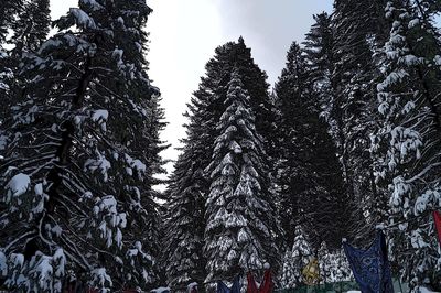 Low angle view of trees in forest during winter