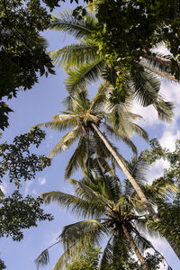 Low angle view of coconut palm trees against sky