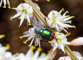 Close-up of insect on flower